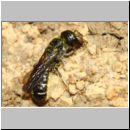 Chelostoma sp - Scherenbiene 01b OS-Wallenhorst-Tongrube-Lehmwiese.jpg